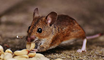 24 Hour & Emergency Exterminators in Center Sandwich, NH